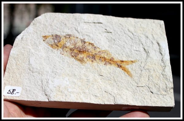 VERSTEINERTER FISCH - USA – Bild 3