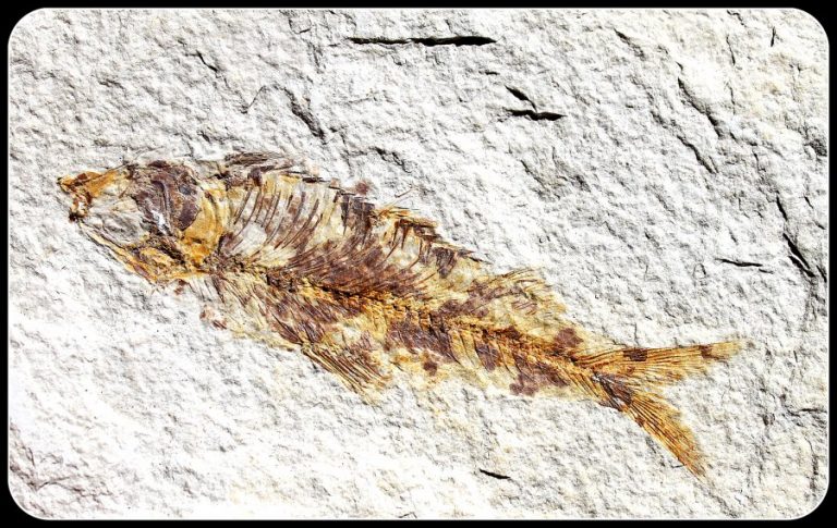 VERSTEINERTER FISCH - USA