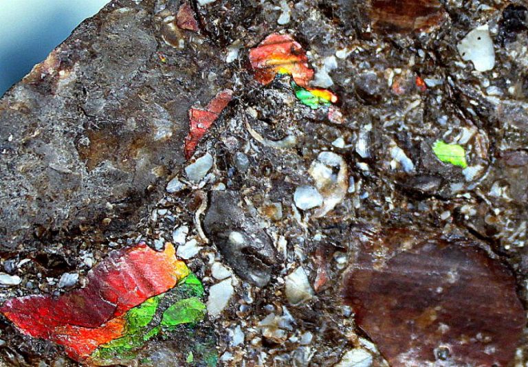 MUSCHELMARMOR - BLEIBERG