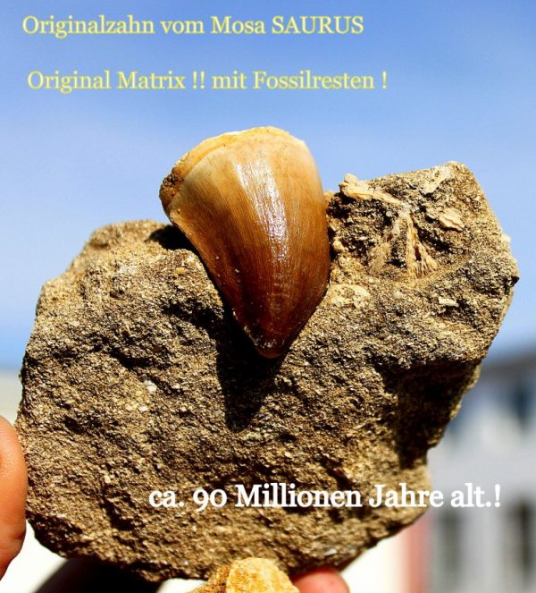 SAURIERZAHN in Originalmatrix - 画像5