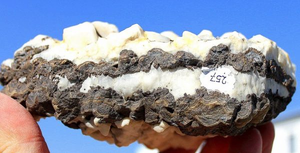 SCHALENBLENDE - BLEIBERG - 画像2