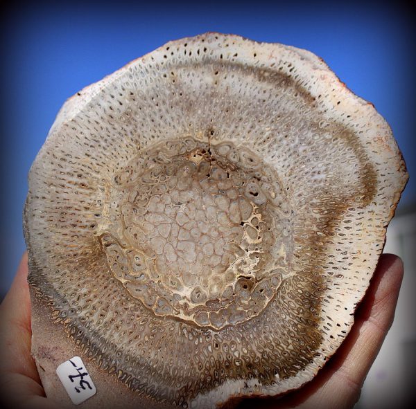 TITEA SINGULARIS - VERSTEINERTES HOLZ - 画像2
