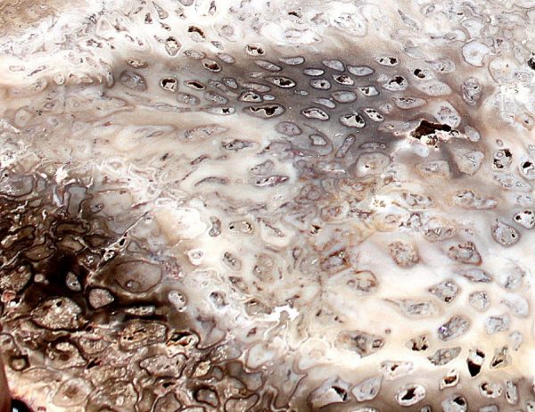VERSTEINERTES HOLZ Gattung FARNE – Bild 2