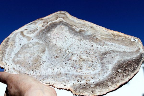 VERSTEINERTES HOLZ Gattung FARNE – Bild 4