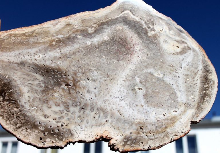 VERSTEINERTES HOLZ Gattung FARNE
