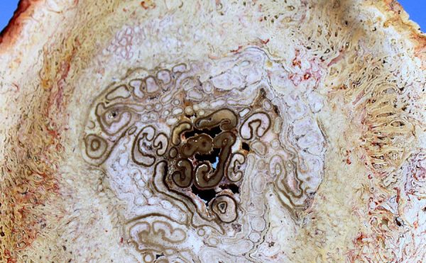 TITEA SINGULARIS - FARN - 画像4