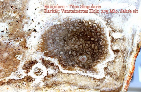 Versteinertes HOLZ - Gattung FARN - 画像3