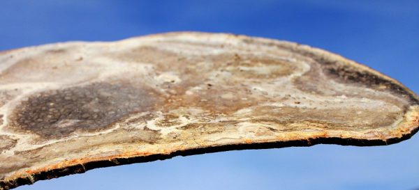 Versteinertes HOLZ - Gattung FARN - 画像5