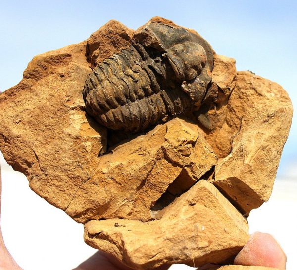 TRILOBIT  - ca,450 Mio. Jahre alt - 画像3