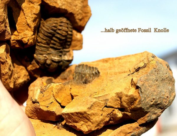 TRILOBIT  - ca,450 Mio. Jahre alt - 画像4