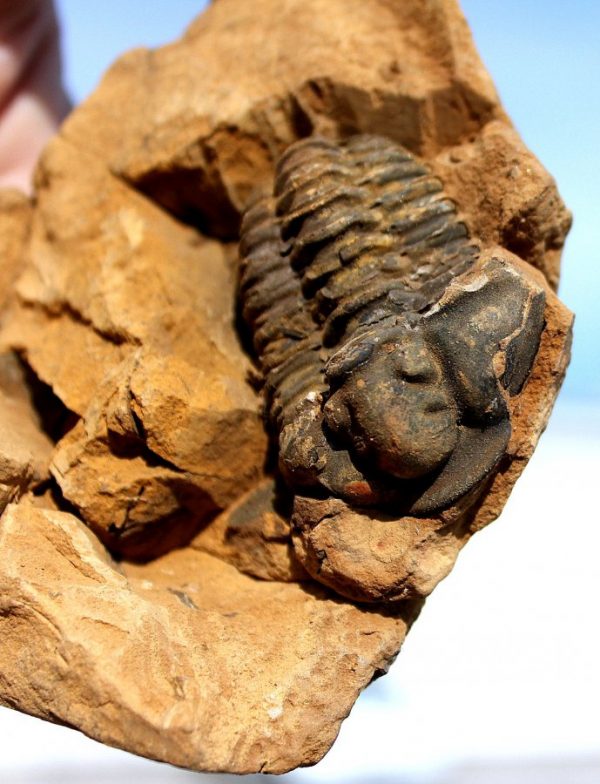 TRILOBIT  - ca,450 Mio. Jahre alt - 画像5