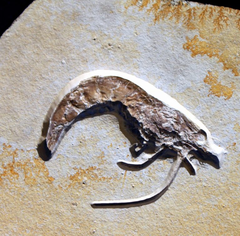 SPITZEN FOSSIL - SOLNHOFEN