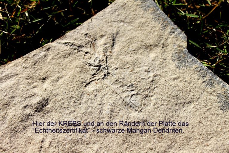 SOLNHOFEN FOSSIL