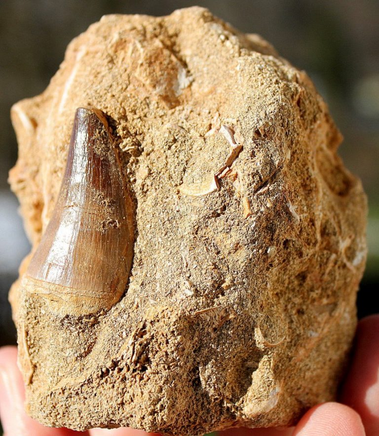 ZAHN von einem MOSA SAURUS