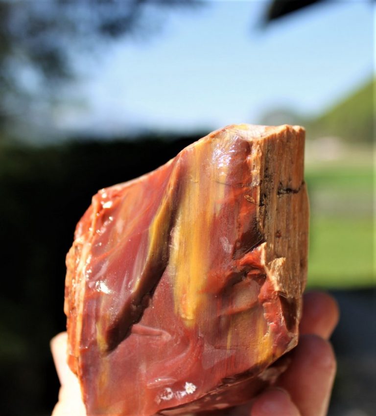 Versteinertes HOLZ - ARIZONA