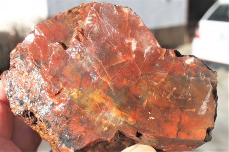 Versteinertes HOLZ - ARIZONA