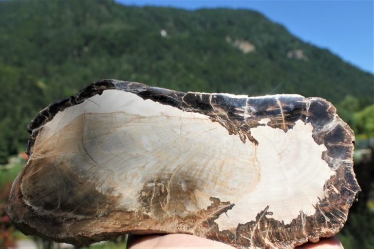 Petrified Wood - 250 Mio. Jahre alt