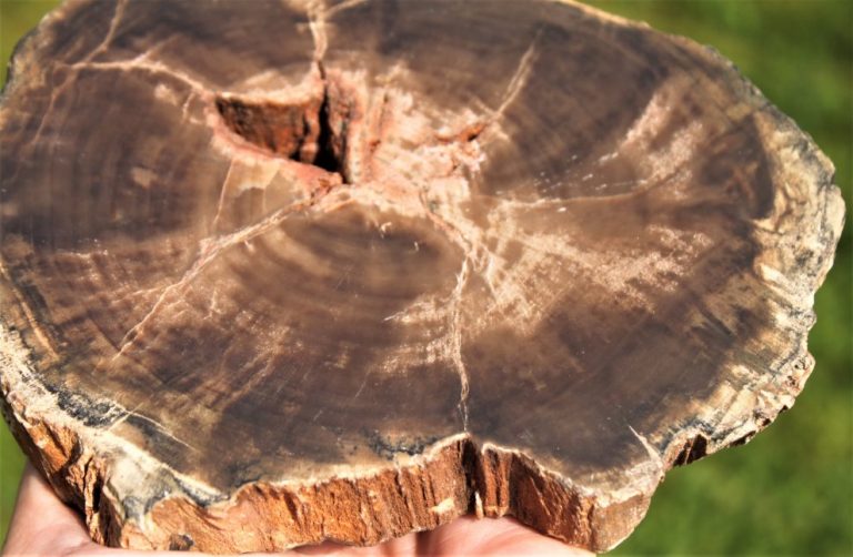 Versteinertes HOLZ Spezial