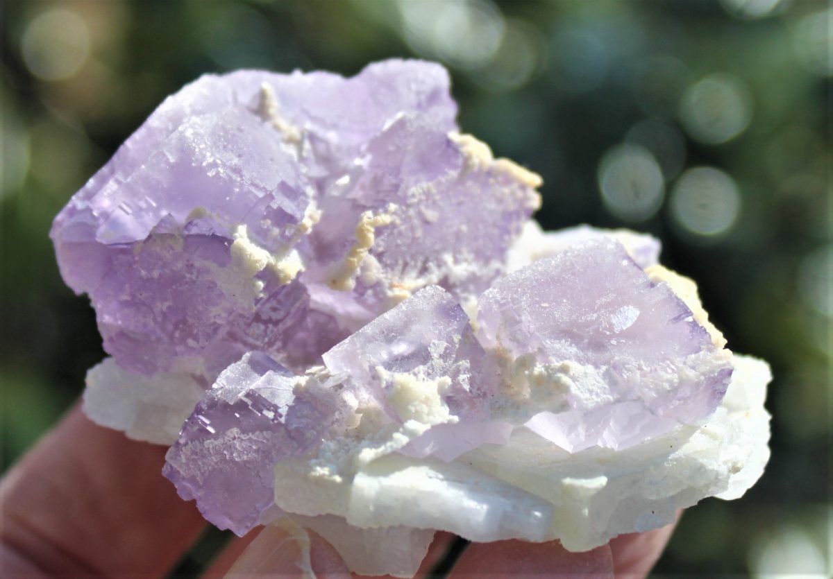 Fluorit xx - Coahuila Mexico