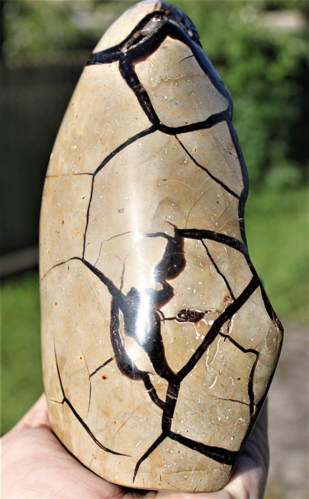 Septerye "Dragon Egg"