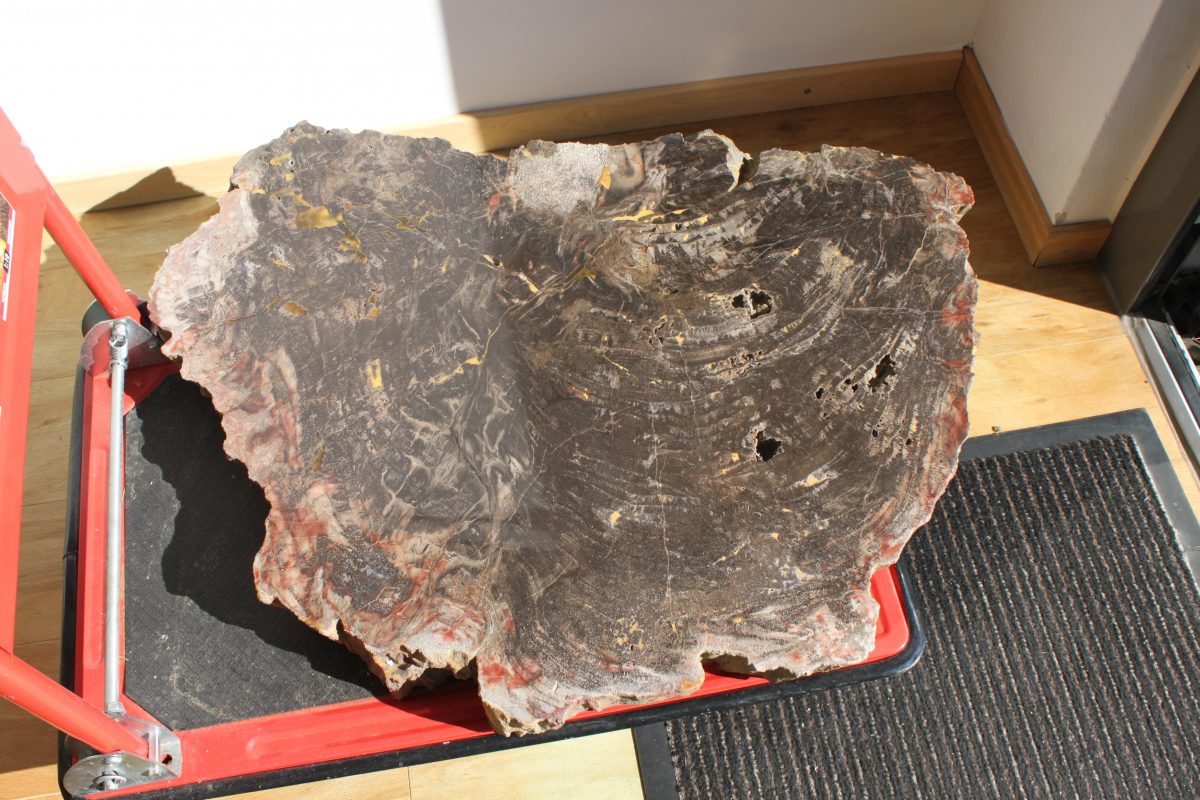 Spezial - Petrified Wood - URAL